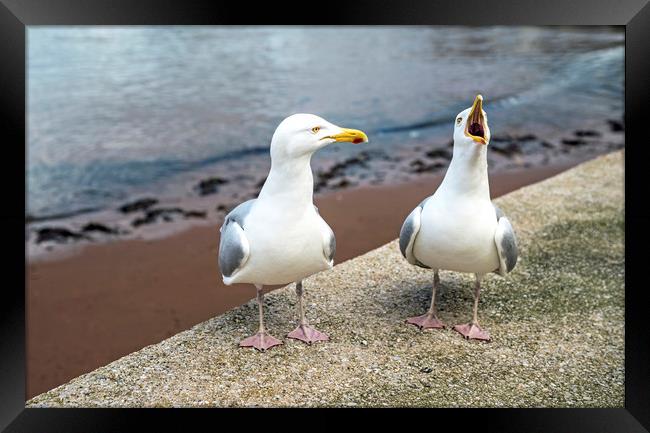 Mr and Mrs Gull Chatting at Paignton Harbour Framed Print by Nick Jenkins