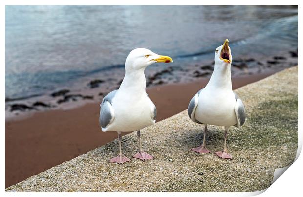 Mr and Mrs Gull Chatting at Paignton Harbour Print by Nick Jenkins