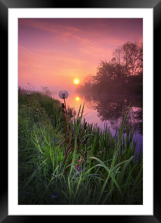 Dandelion sunrise... Framed Mounted Print by David Mould