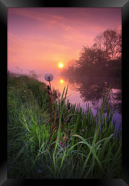 Dandelion sunrise... Framed Print by David Mould