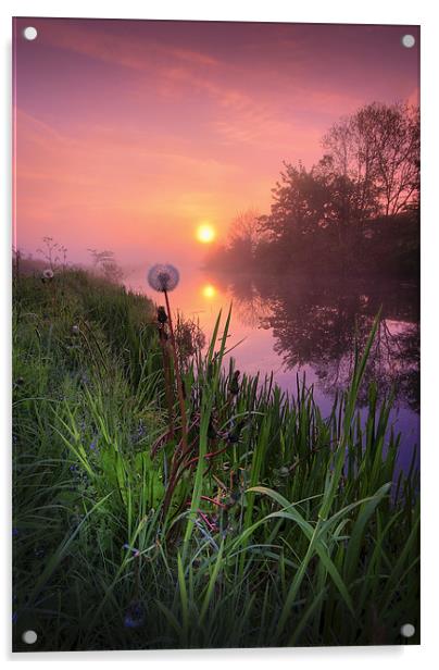 Dandelion sunrise... Acrylic by David Mould