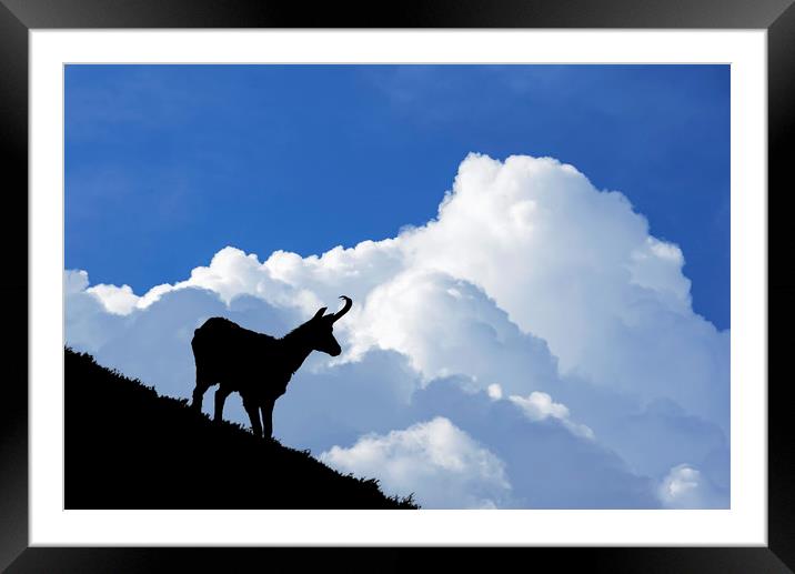 Chamois and Thunderstorm Clouds Framed Mounted Print by Arterra 