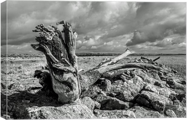 The Driftwood Dragon on the Gwent Levels Newport Canvas Print by Nick Jenkins