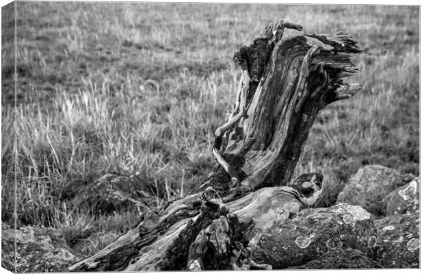 Driftwood on the banks of the River Severn Wales Canvas Print by Nick Jenkins