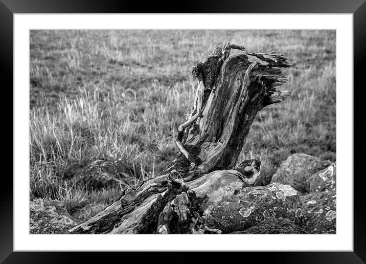 Driftwood on the banks of the River Severn Wales Framed Mounted Print by Nick Jenkins