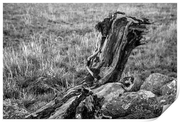 Driftwood on the banks of the River Severn Wales Print by Nick Jenkins