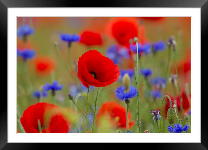 Poppies and Cornflowers in Meadow Framed Mounted Print by Arterra 