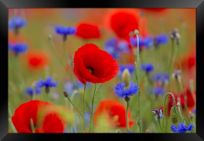 Poppies and Cornflowers in Meadow Framed Print by Arterra 