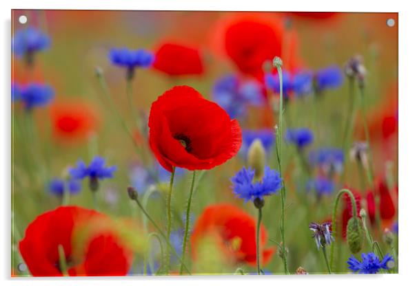 Poppies and Cornflowers in Meadow Acrylic by Arterra 