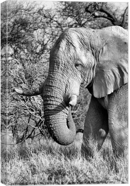 Solitary bull elephant feeding, Namibia Canvas Print by Angus McComiskey
