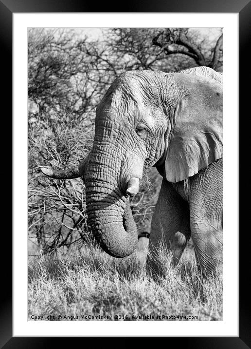 Solitary bull elephant feeding, Namibia Framed Mounted Print by Angus McComiskey