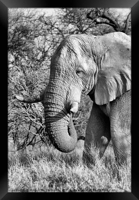 Solitary bull elephant feeding, Namibia Framed Print by Angus McComiskey