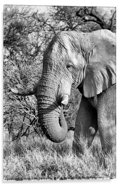 Solitary bull elephant feeding, Namibia Acrylic by Angus McComiskey
