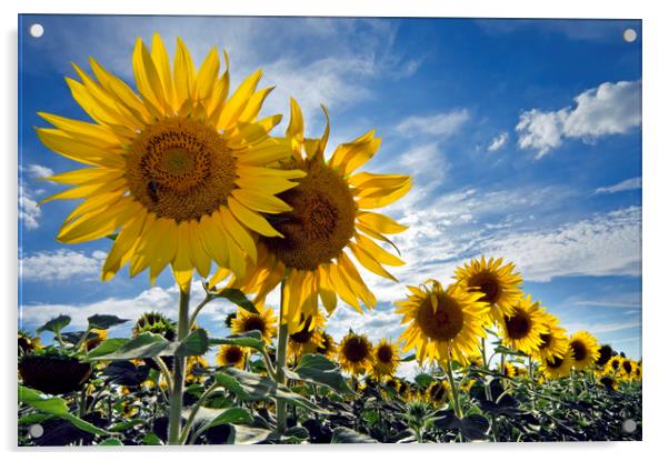 Sunflowers Acrylic by Arterra 