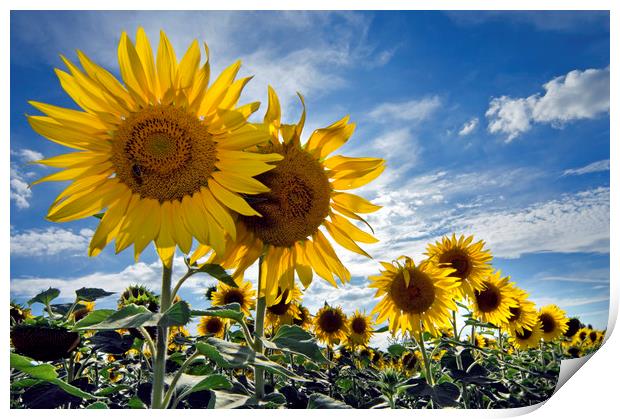 Sunflowers Print by Arterra 