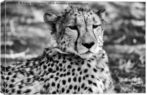 Cheetah sitting, Namibia Canvas Print by Angus McComiskey