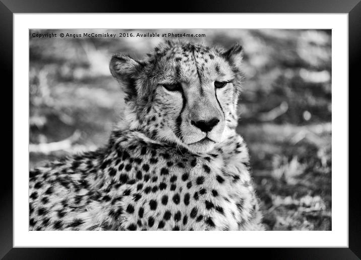 Cheetah sitting Framed Mounted Print by Angus McComiskey