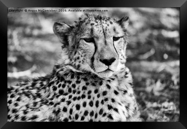 Cheetah sitting Framed Print by Angus McComiskey
