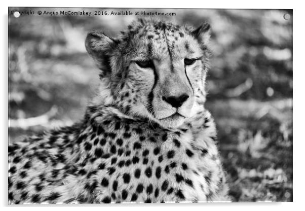 Cheetah sitting Acrylic by Angus McComiskey