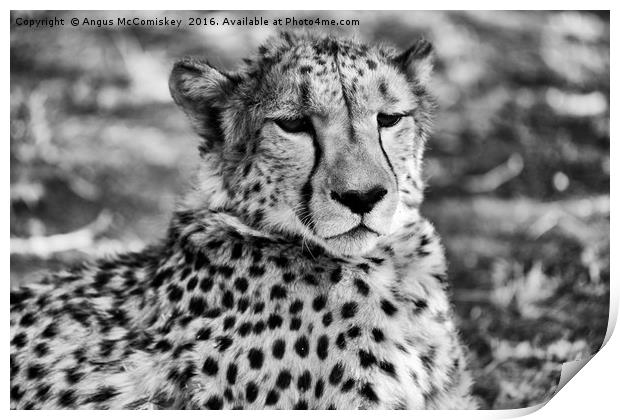 Cheetah sitting Print by Angus McComiskey