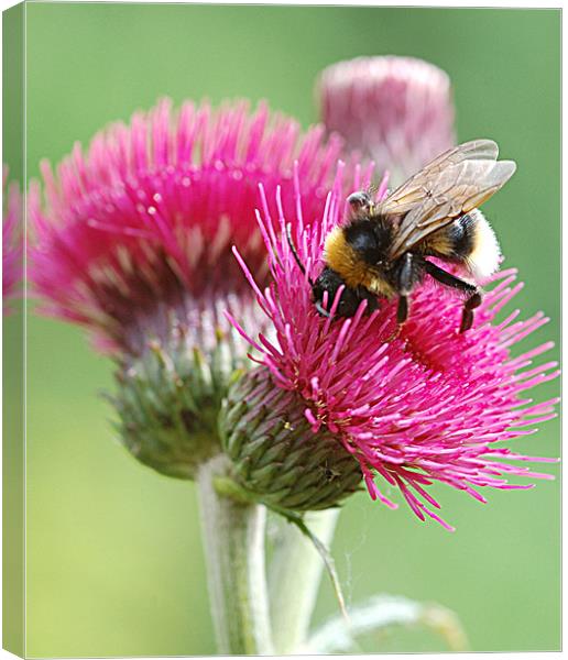 Red thistle with bee Canvas Print by Mike Herber