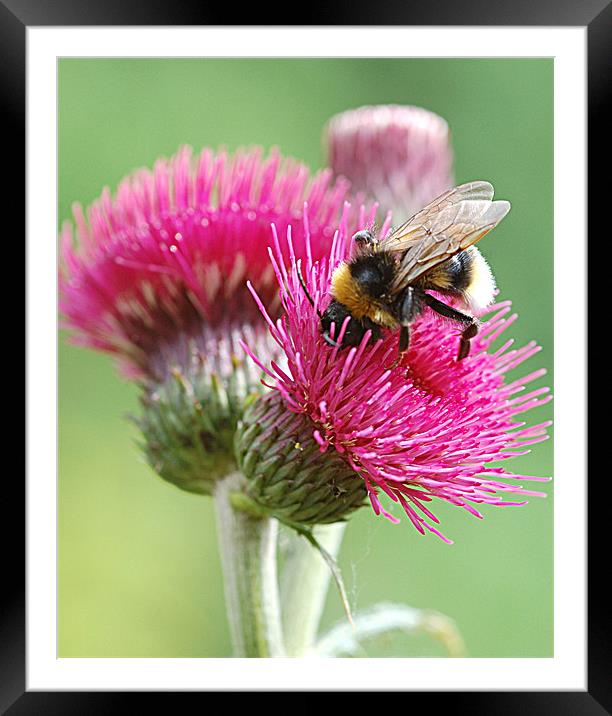 Red thistle with bee Framed Mounted Print by Mike Herber