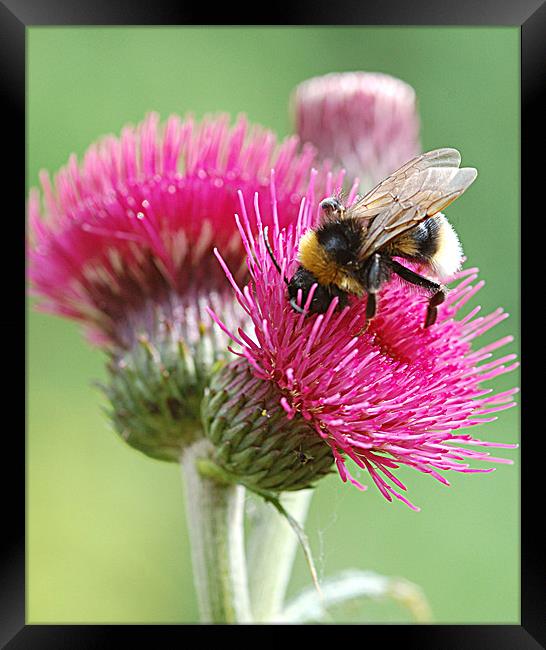 Red thistle with bee Framed Print by Mike Herber