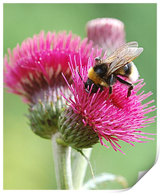 Red thistle with bee Print by Mike Herber