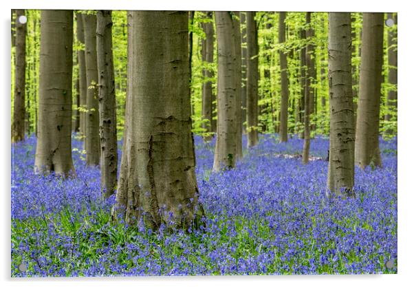 Bluebells in Beech Forest Acrylic by Arterra 