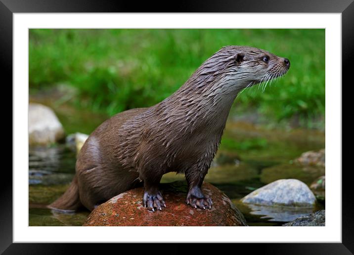 River Otter Framed Mounted Print by Arterra 