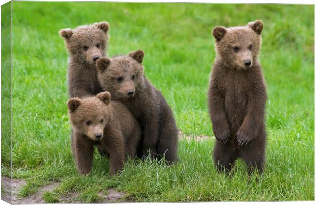 Brown Bear Cubs Canvas Print by Arterra 