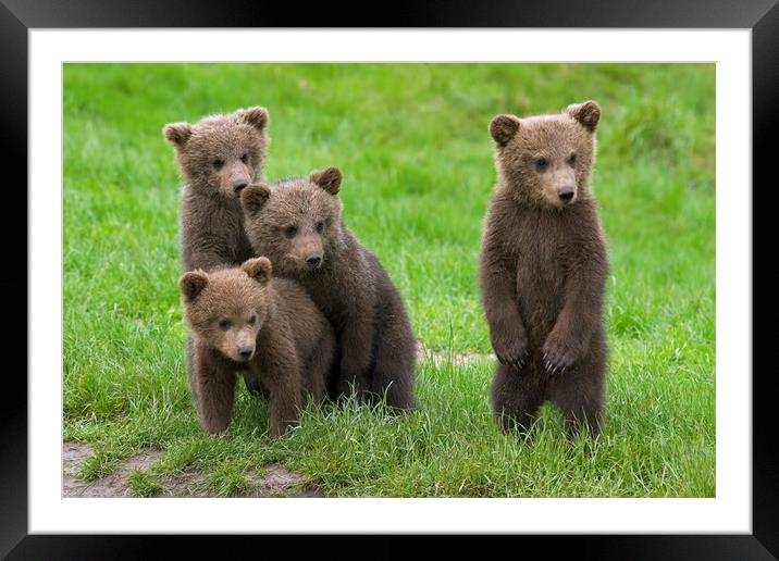 Brown Bear Cubs Framed Mounted Print by Arterra 