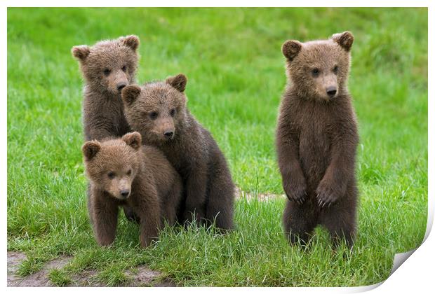 Brown Bear Cubs Print by Arterra 