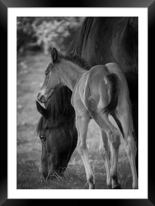 Phoenix and Mum Framed Mounted Print by Willie Cowie