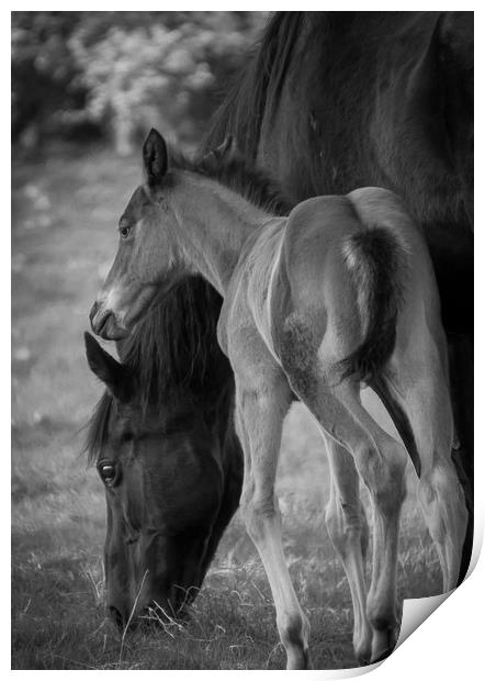 Phoenix and Mum Print by Willie Cowie