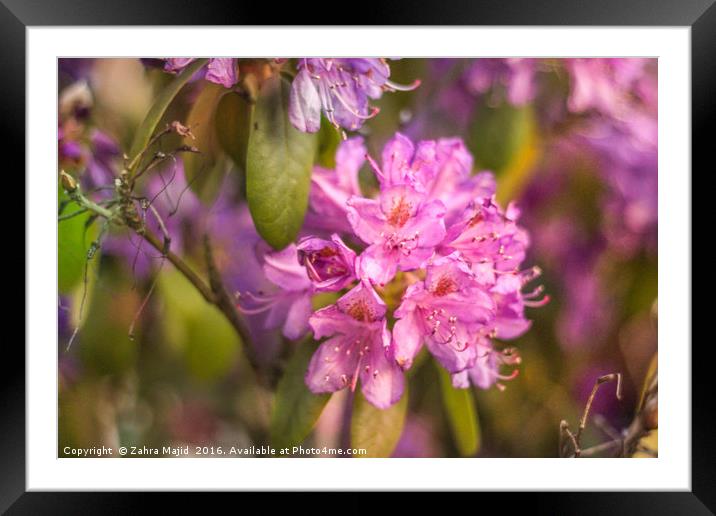 Purplish Pink Flower Cluster Framed Mounted Print by Zahra Majid