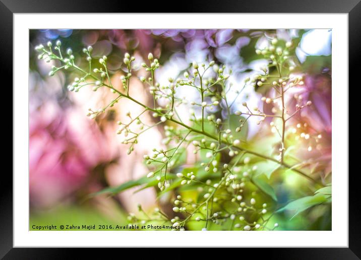 Summer Twig embraced in Confetti Framed Mounted Print by Zahra Majid