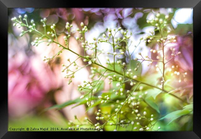 Summer Twig embraced in Confetti Framed Print by Zahra Majid