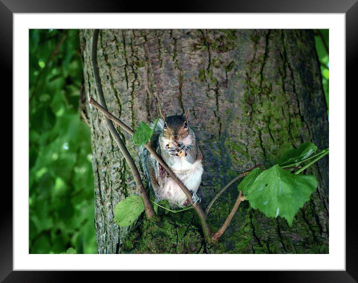 Squirrel Framed Mounted Print by Victor Burnside