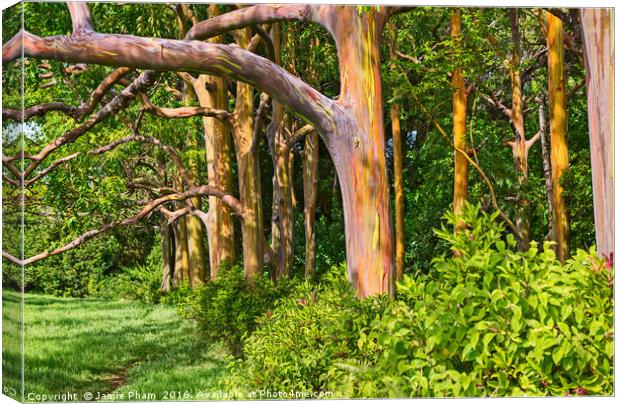 The colorful and magical Rainbow Eucalyptus tree,  Canvas Print by Jamie Pham