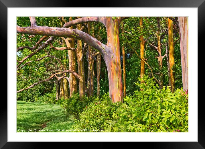 The colorful and magical Rainbow Eucalyptus tree,  Framed Mounted Print by Jamie Pham
