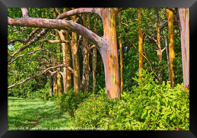The colorful and magical Rainbow Eucalyptus tree,  Framed Print by Jamie Pham