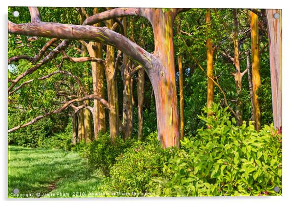 The colorful and magical Rainbow Eucalyptus tree,  Acrylic by Jamie Pham