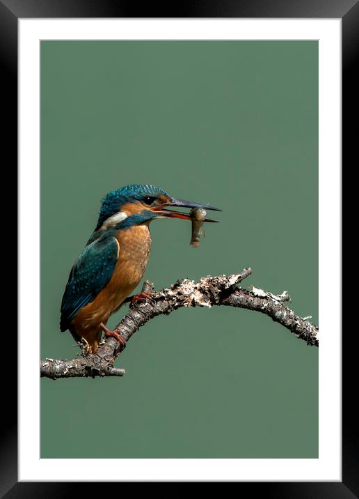 Kingfisher Framed Mounted Print by shawn bullock