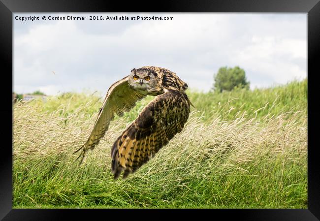Eagle Owl in Flight Framed Print by Gordon Dimmer