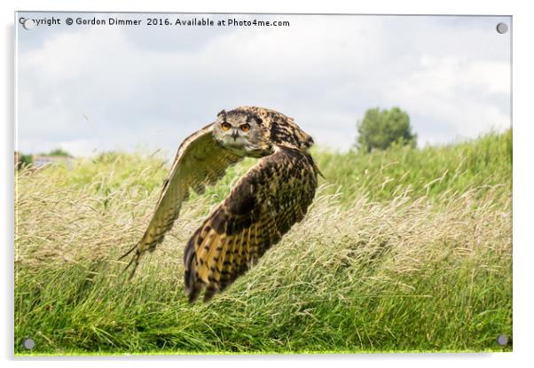 Eagle Owl in Flight Acrylic by Gordon Dimmer