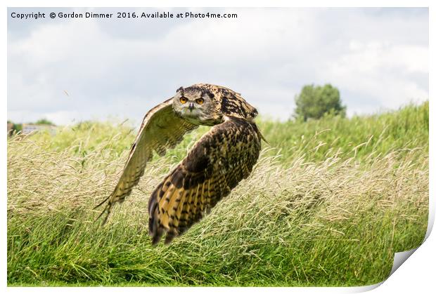 Eagle Owl in Flight Print by Gordon Dimmer