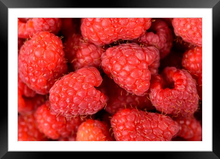 Fresh Red Raspberry Fruits Background Framed Mounted Print by Radu Bercan