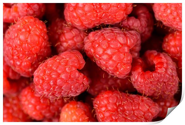 Fresh Red Raspberry Fruits Background Print by Radu Bercan