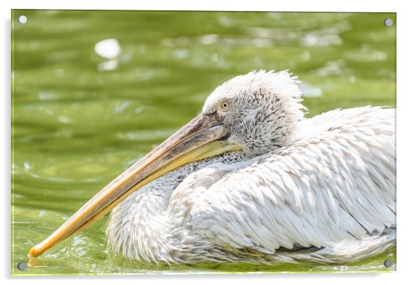 White Pelican Bird In Wilderness Delta Water Acrylic by Radu Bercan